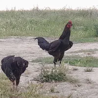 یک جفت لاری