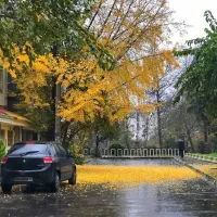 فروش زمین / 210 متر / دو بر / خیابان اصلی گلسار