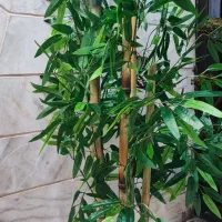درخت بامبو مصنوعی|گل مصنوعی|بیرجند, |دیوار