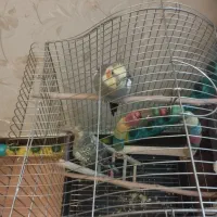 عروس هلندی نر خیلی کلمه میگه بوس بده بابا وشعر