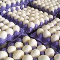 پخش تخم مرغ درجه یک(کودی و شکسته)