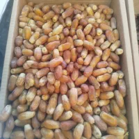 خرما تازه  از نخلستان های بلوچستان ارسال به تهران|خوردنی و آشامیدنی|تهران, گلستان (شهرک راه آهن)|دیوار