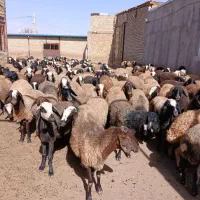 ۱۵۰ تا گوسفند جوان ابستن جفتی۴۶میلیون تومان|حیوانات مزرعه|تاکستان, |دیوار