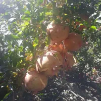 معاوضه باغ انار با پیش خرید خانه در منطقه ۱۴|پیشفروش املاک|قاهان, |دیوار