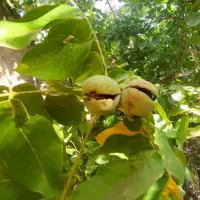 گردو|حراج|باقرشهر, |دیوار