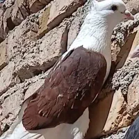 ۴ حیوان پرنده زدخورد ی ماده