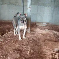 کانگال|سگ|تبریز, |دیوار