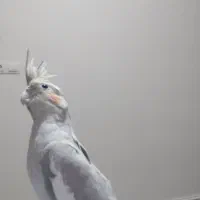 سینامون آهویی ، نژاد خوب ، ماده ، ۱۷ ماهه