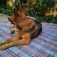 ژرمن شپرد|سگ|فولادشهر, A2|دیوار