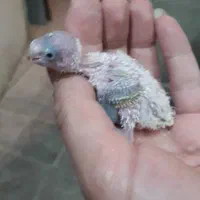 مرغ عشق|پرنده|کرج, چهارصد دستگاه|دیوار