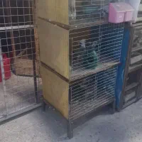 جفتکن جفتکنی گنجه قفس کفتر