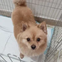 پامر روباهی