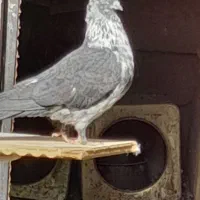 کبوتر|پرنده|ابهر, |دیوار