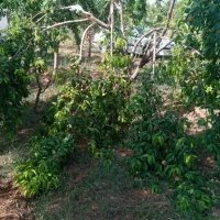 باغ در شربیان|فروش خانه و ویلا|مهربان, |دیوار