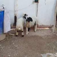 دو عدد بره ماده
