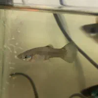 ماهی گپی ماده|ماهی|خسروشاه, |دیوار