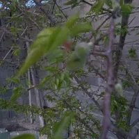 باغ-3000متری-فروشی-جاده-سرابله