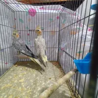 عروس هلندی گل باقالی|پرنده|الوند, |دیوار