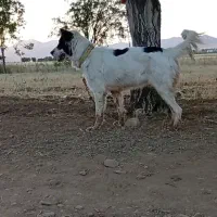 سگ قهدرجونی