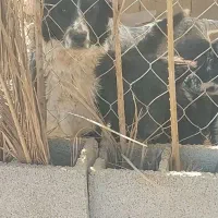 واگذاری جفت سگ لاس قهدریجونی|سگ|سروستان, |دیوار