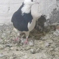 طوقی|پرنده|نرماشیر, |دیوار