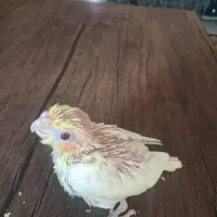 جوجه سرلاکی عروس هلندی