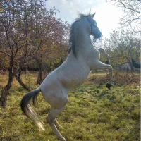 فروش اسب نریان