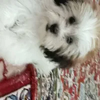 دوتا سگ پاپی بامزه و شیطون|سگ|کاشان, کارگر|دیوار