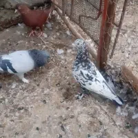 ۸تا کبوتر روهم دونه ۴۰۰تکی فرق داره