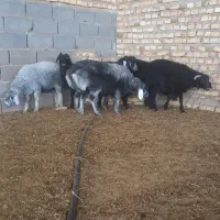 ۶راس بره نر پای پروار جفتی ۶۵تا ۷۰