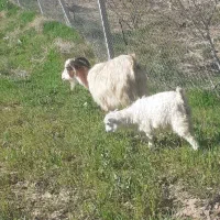 بز با بزغاله ماده شلوغ وسرحال