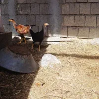 مرغ و جوجه|حیوانات مزرعه|لیلان, |دیوار