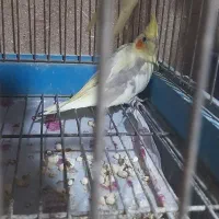 فروش جوجه عروس هلندی سرلاکی