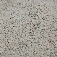 عدس