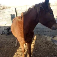 مادیون|اسب و تجهیزات اسبسواری|یاسوج, |دیوار