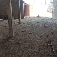 شریک و سرمایه گذاری در گاوداری پرواربندی ه گوشتی|حیوانات مزرعه|تهران, ائمه اطهار|دیوار