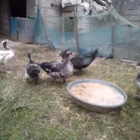 اردک اسراییلی سنگین وزن|حیوانات مزرعه|سنگر, |دیوار