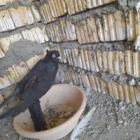 زاغ|پرنده|دهدشت, |دیوار