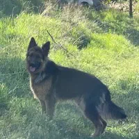 سگ ژرمن دهن پاک|سگ|ساوه, |دیوار