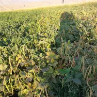 لوبیا آشی تازه وتمیز