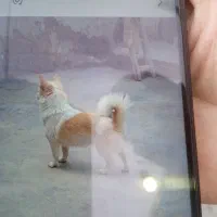 پاکوتاه نژاد دار
