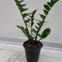 فروش فوری گل|گل و گیاه طبیعی|فولادشهر, B4|دیوار