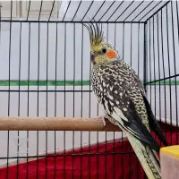 عروس هلندیم گم شده