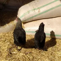 دوتامرغ خونگی