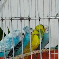 مرغ عشق فروش با تجهیزات و قفس