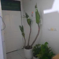 یوکا چندساله و سرحال