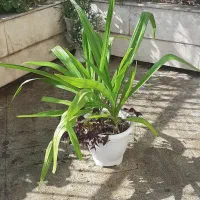 دو عدد گل سوسن عنکبوتی تولید خانگی در یک گلدان|گل و گیاه طبیعی|تهران, آسمان|دیوار