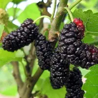 عرضه انواع نهال پیوندی و بذری|خدمات باغبانی و درختکاری|بروجرد, |دیوار