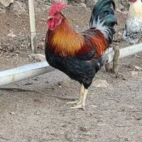 سه تا خروس فروشی