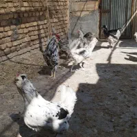 تخم نطفه دار گلین|حیوانات مزرعه|میبد, |دیوار